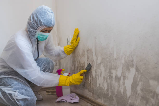 Best Best Mold Removal Companies  in Bassett, VA
