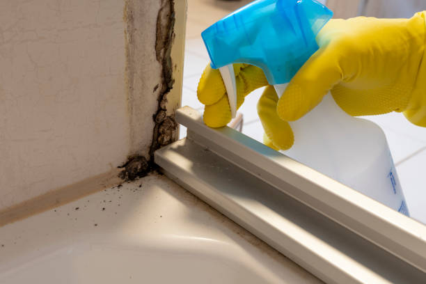 Best Local Mold Removal Service  in Bassett, VA