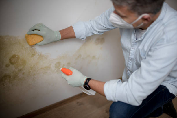 Crawl Space Mold Removal in Bassett, VA